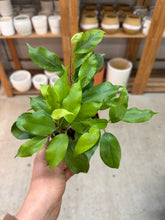 Load image into Gallery viewer, Ficus Margarite 4" - Variegated Weeping Fig