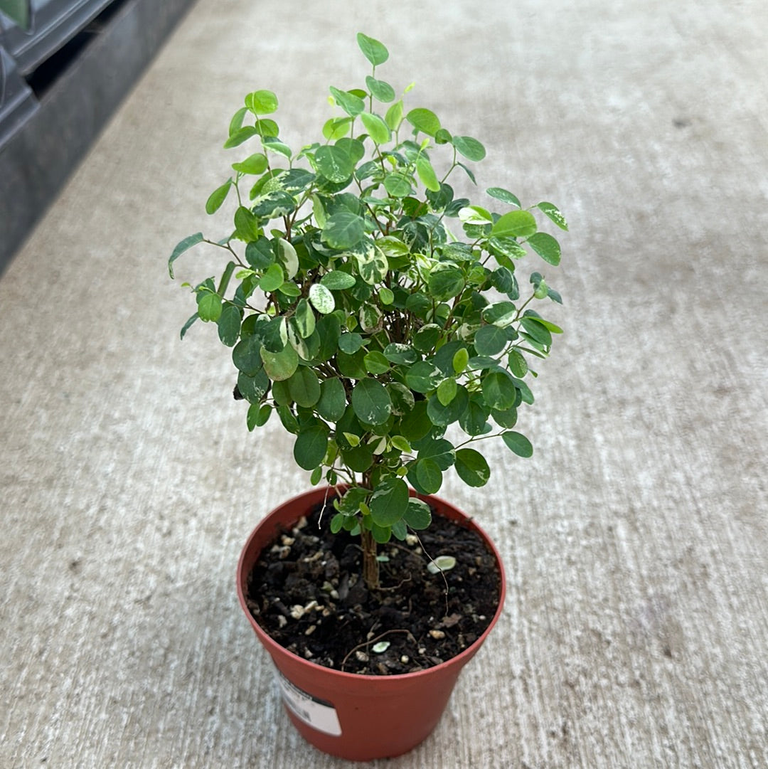 snow bush indoor plant Breynia disticha 4"