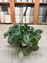 Load image into Gallery viewer, Scindapsus sp. 8" HB - Satin Pothos