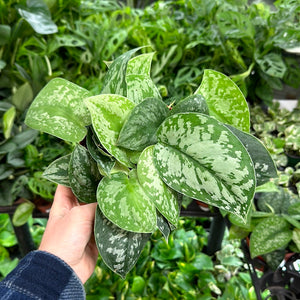 satin pothos silver splash Scindapsus Silver Splash 6"