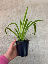 Load image into Gallery viewer, Chlorophytum cosmosum 'Ocean' 4" - Spider Plant
