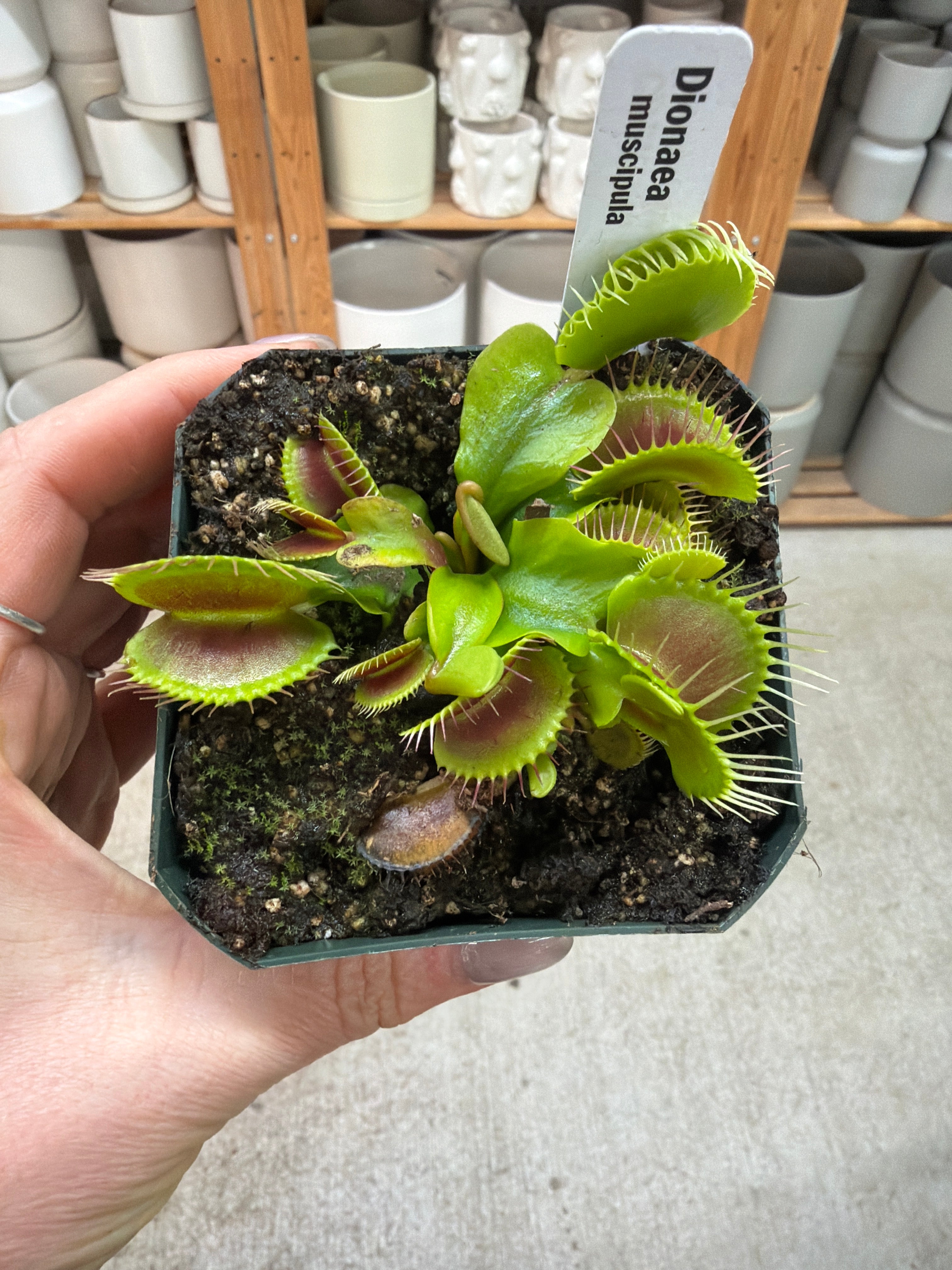 Dionaea muscipula 4