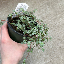 Load image into Gallery viewer, Pilea Silver Sparkle 4&quot;