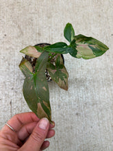 Load image into Gallery viewer, Syngonium Pink Splash 4"