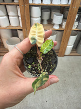 Load image into Gallery viewer, Philodendron Billietiae Variegata 2"