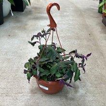 Load image into Gallery viewer, Gynura aurantiaca 8&quot; HB - Purple Passion Plant