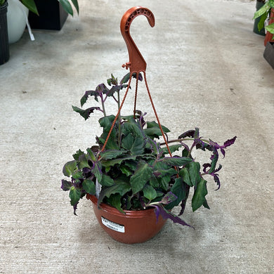 Gynura aurantiaca 8