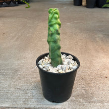 Load image into Gallery viewer, Pachycereus schottii f. monstrosus #2 - Totem Pole Cactus