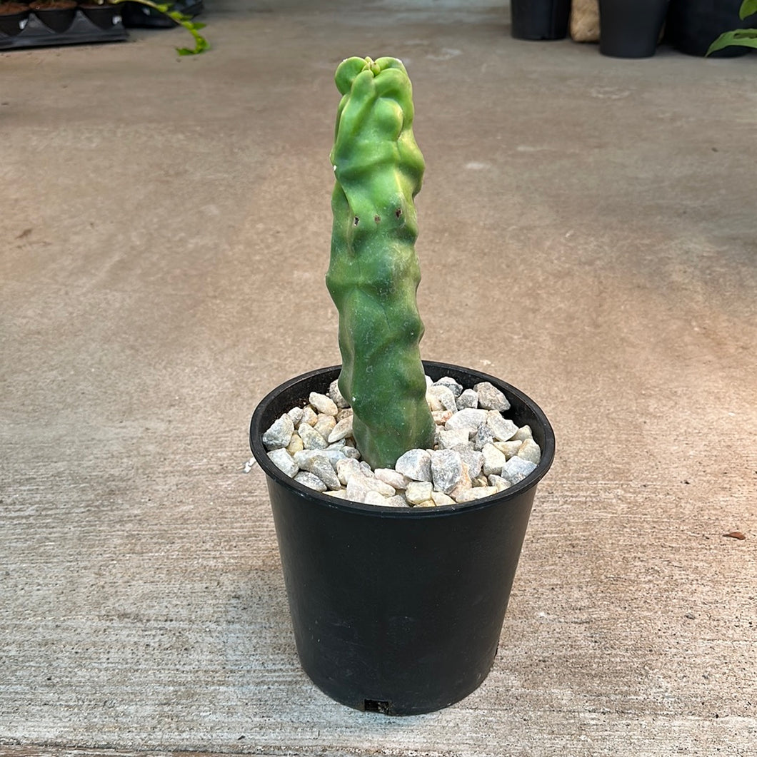 Pachycereus schottii f. monstrosus #2 - Totem Pole Cactus