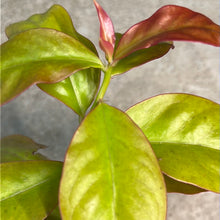 Load image into Gallery viewer, Pereskia acu. &#39;Godseffiana Variegata&#39; 4&quot;