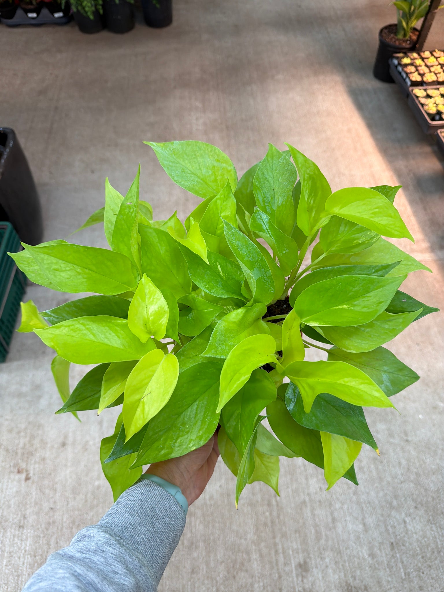 nein pothos Epipremnum aureum neon 6"