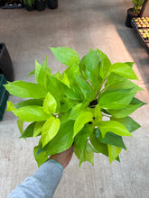 Load image into Gallery viewer, Epipremnum aureum neon 6" - Neon Pothos
