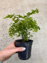 Load image into Gallery viewer, Adiantum sp. 4" - Maidenhair Fern