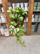 Load image into Gallery viewer, Hoya heuschkeliana variegata 4"