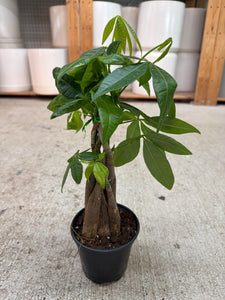 big money tree Pachira Aquatica 4"