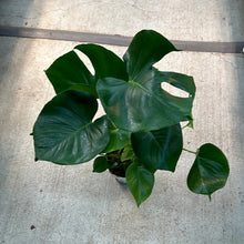 Load image into Gallery viewer, Monstera deliciosa 6&quot; - Split Leaf Philodendron