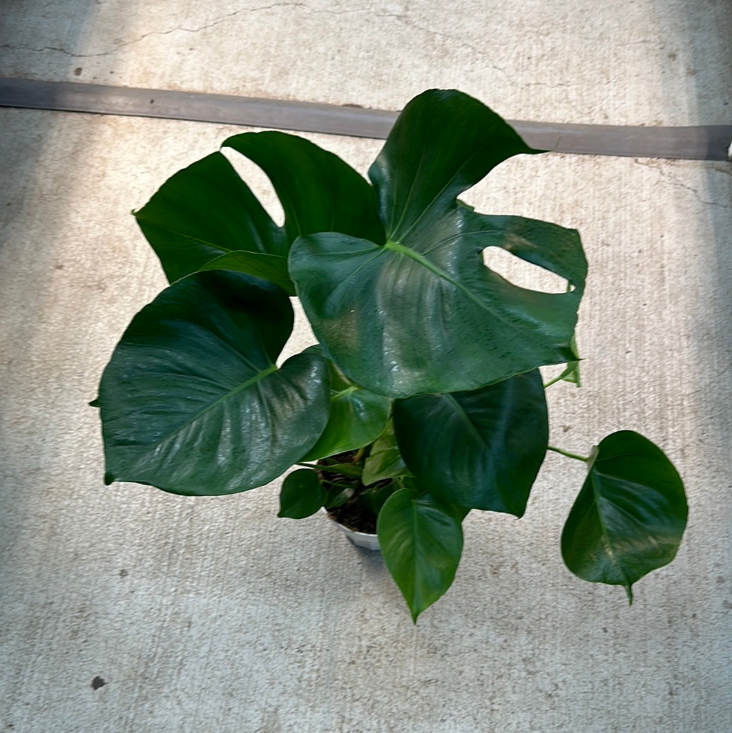 can you split a monstera plant Monstera deliciosa 6"