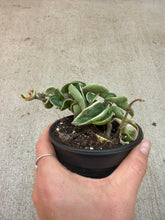 Load image into Gallery viewer, Hoya compacta variegata 4&quot; - Variegated Rope Hoya
