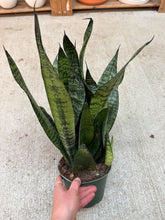 Load image into Gallery viewer, Sansevieria zeylanica superba 6" - Snake Plant