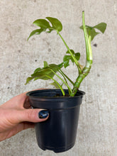 Load image into Gallery viewer, Rhaphidophora Tetrasperma 4&quot;