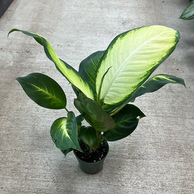 Dieffenbachia sp. 4