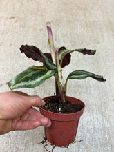 Load image into Gallery viewer, Calathea Shine Star 4&quot;