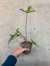 Load image into Gallery viewer, Alocasia Jacklyn Variegata Aurea 4"