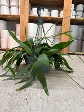 Load image into Gallery viewer, Epiphyllum oxypetalum 8&quot; - White Day Blooming Cactus