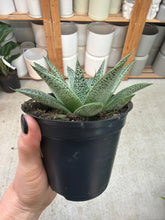 Load image into Gallery viewer, Haworthia Rafiki 4"