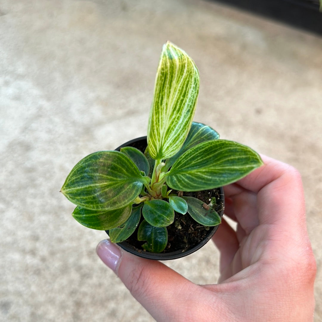 philodendron alba Philodendron White Measure 2"