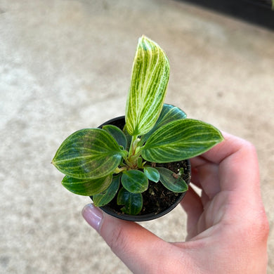 Philodendron White Measure 2