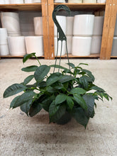 Load image into Gallery viewer, Hoya Multiflora 6"HB - Shooting Star Hoya