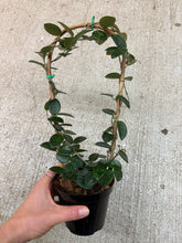 Load image into Gallery viewer, Hoya Mathilde 4" Trellis