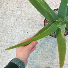 Load image into Gallery viewer, Aloe Vera 8&quot;