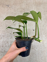 Load image into Gallery viewer, Rhaphidophora decursiva 4"