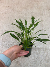 Load image into Gallery viewer, Spathiphyllum x 'Domino' 4" - Peace Lily