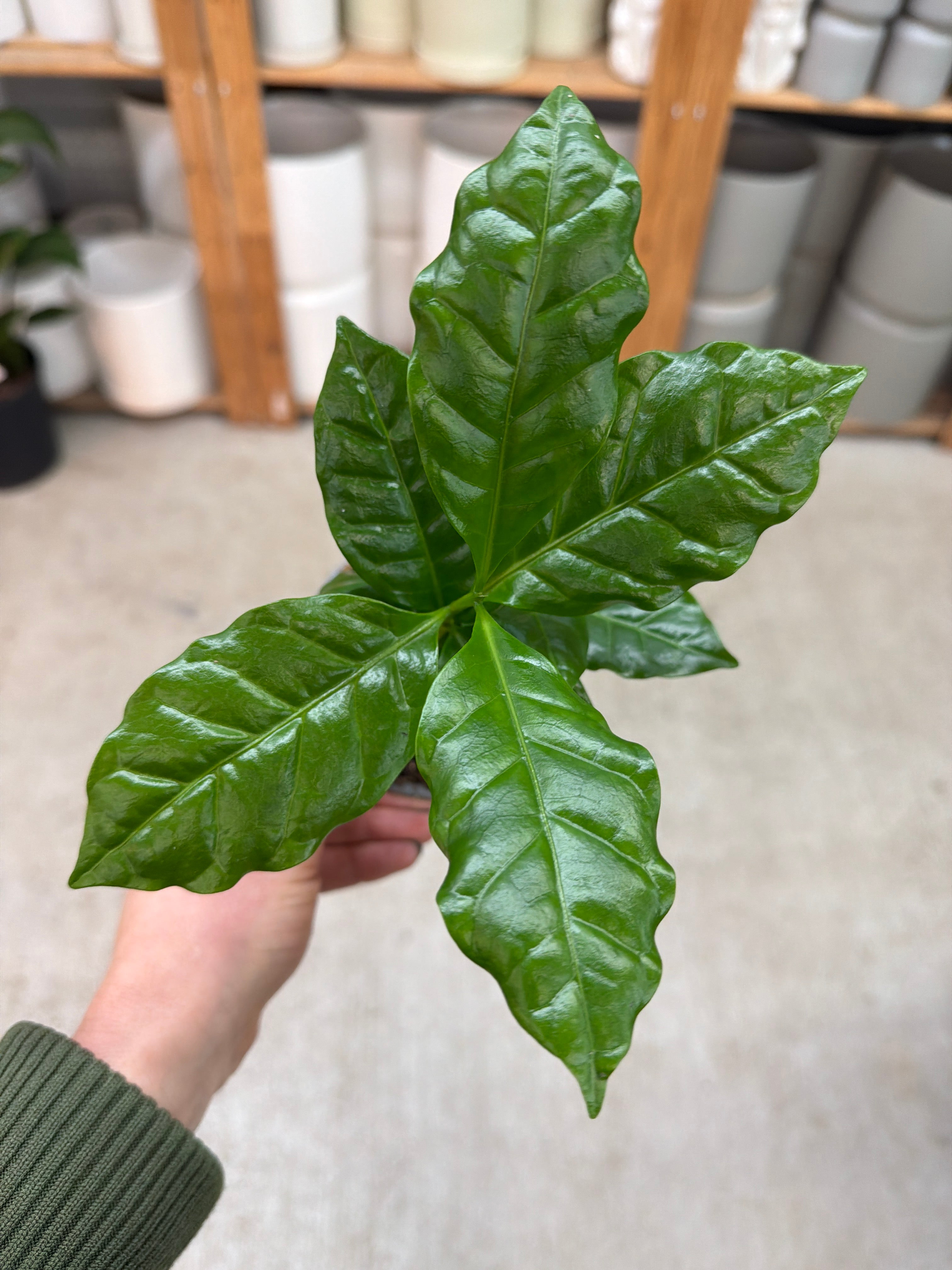 arabica coffee plant Coffea Arabica 4