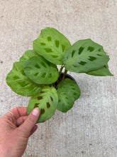 Load image into Gallery viewer, Maranta Green 4" - Prayer Plant