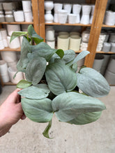 Load image into Gallery viewer, Scindapsus pictus 'Java Platinum' 6" - Satin Pothos