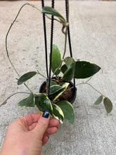 Load image into Gallery viewer, Hoya acuta outer variegation 4"HB