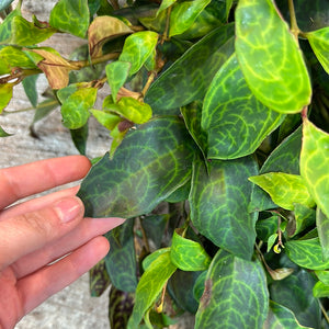 Aeschynanthus 'Black Pagoda' 6" - Lipstick Plant