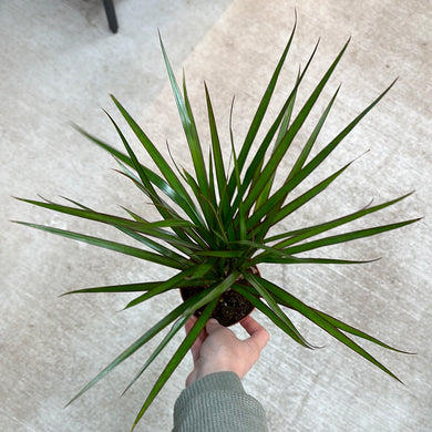 Dracaena marginata cane 4