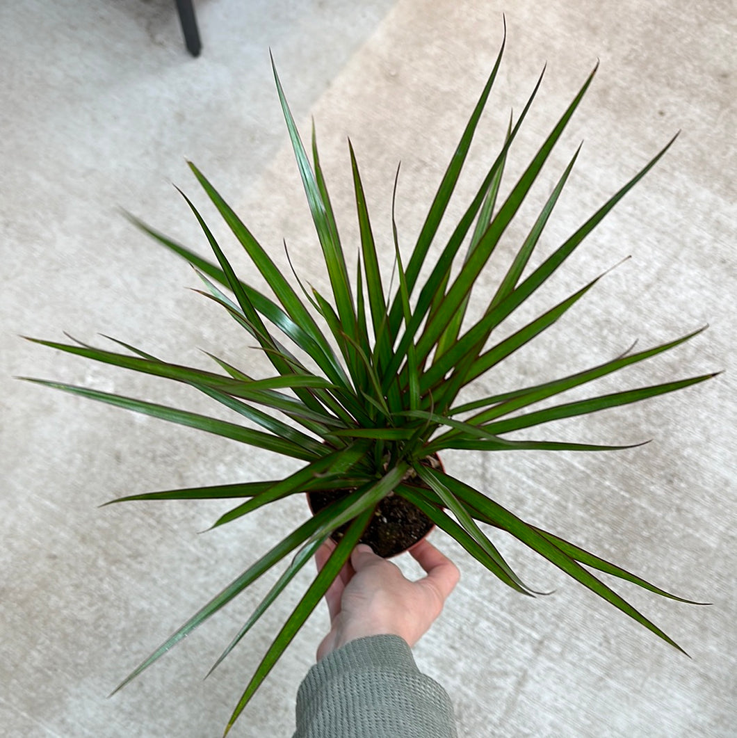 dracaena marginata bunnings Dracaena marginata cane 4"