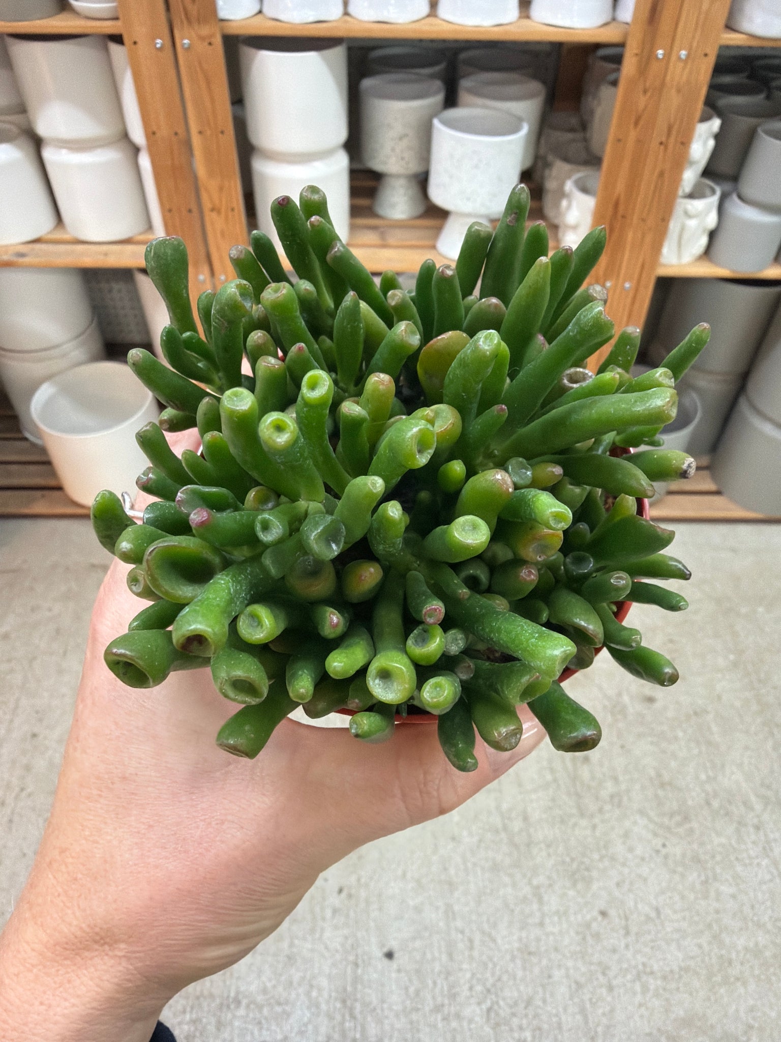 succulent with tubular leaves Crassula ovata 'Gollum' 4"
