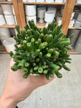 Load image into Gallery viewer, Crassula ovata 'Gollum' 4" - Jade Plant