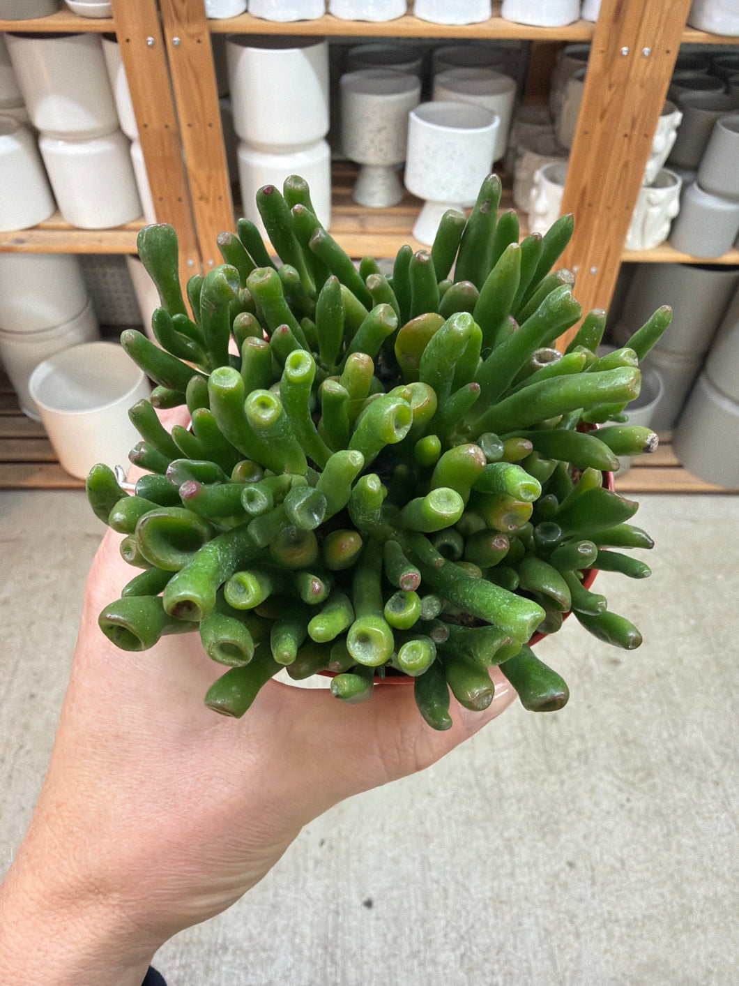 Crassula ovata 'Gollum' 4
