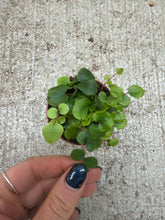 Load image into Gallery viewer, Pellaea rotundifolia 2.25" - Button Fern