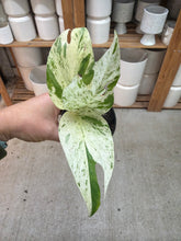 Load image into Gallery viewer, Epipremnum pinnatum variegata  3"