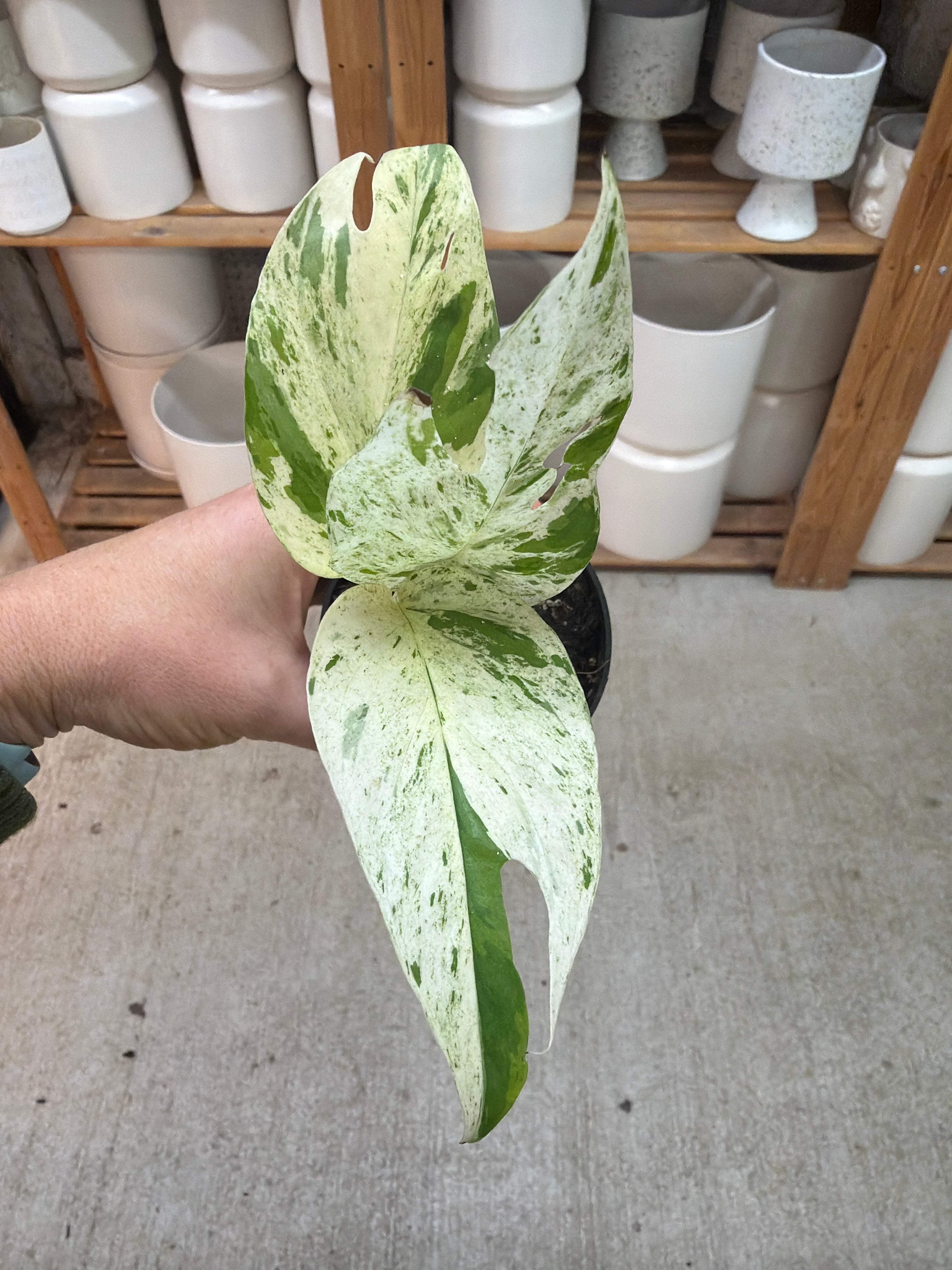 Epipremnum pinnatum variegata 3