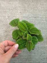 Load image into Gallery viewer, Pilea Moon Valley 4"